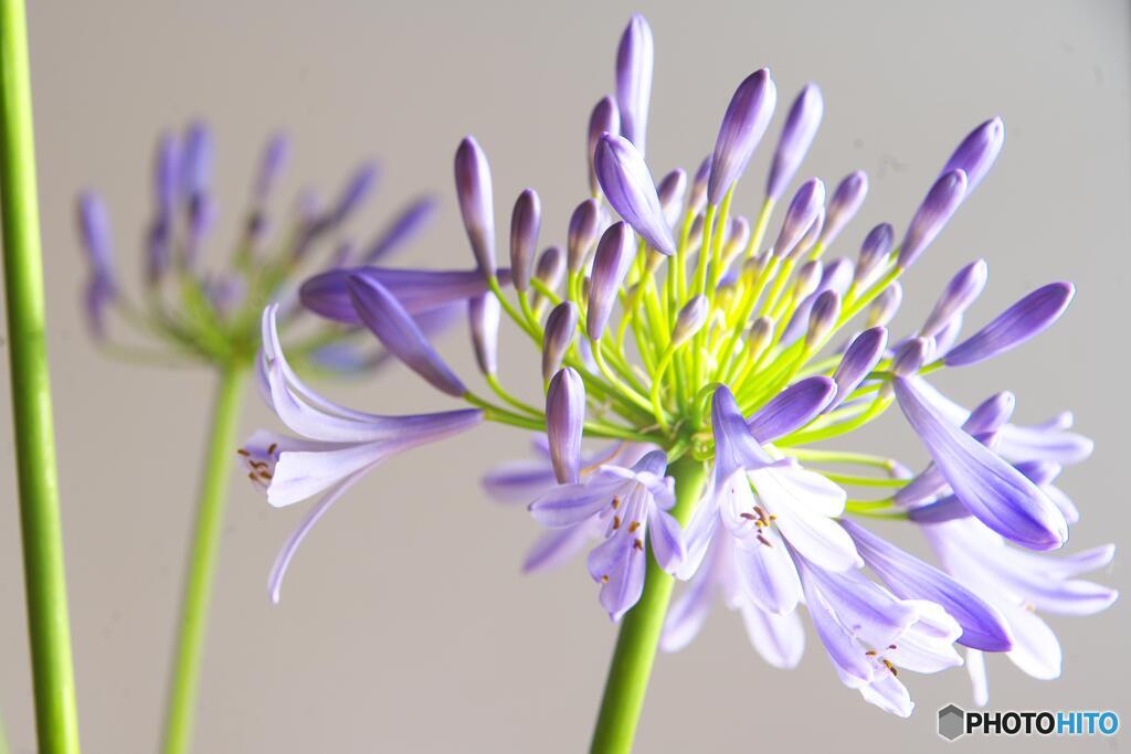 アガパンサスｂ