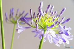 アガパンサスb アガパンサスb