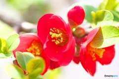 庭に咲く 庭に咲く