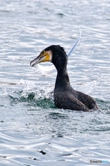 暴れるな 暴れるな