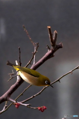 飛んだ 飛んだ
