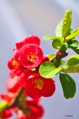 庭に咲く 庭に咲く