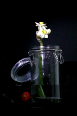 摘み取られた花 摘み取られた花