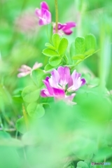 れんげそう2 れんげそう2