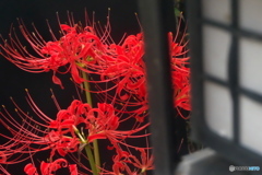 彼岸花 かくれんぼ 彼岸花 かくれんぼ