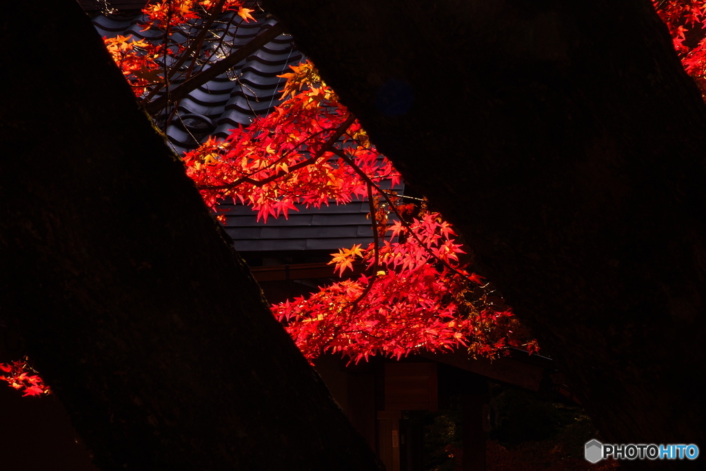 隙間の向こうに春景を見た