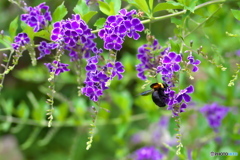 青い花と 青い花と