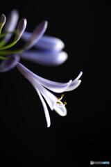 アガパンサス アガパンサス