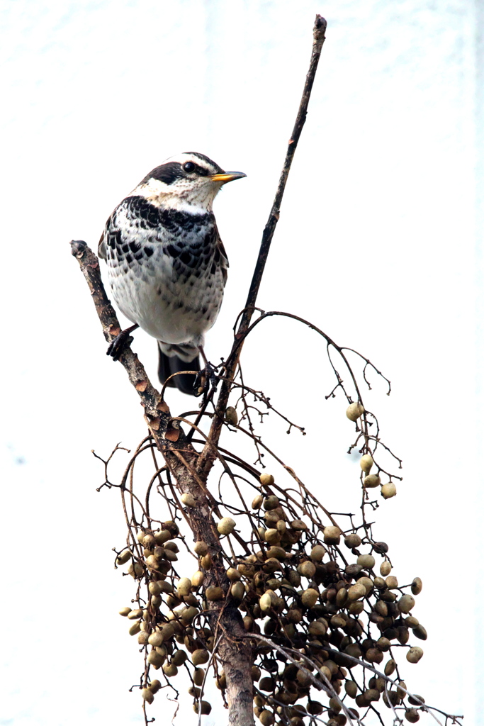 リビングより１