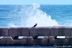 沈着冷静 沈着冷静