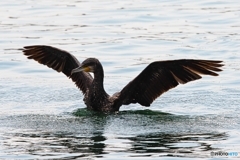 水しぶき 水しぶき