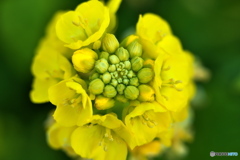 菜の花 菜の花