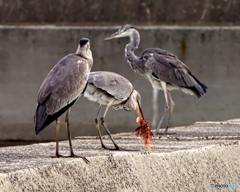 うまそう うまそう