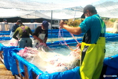 海苔養殖種付け作業 海苔養殖種付け作業