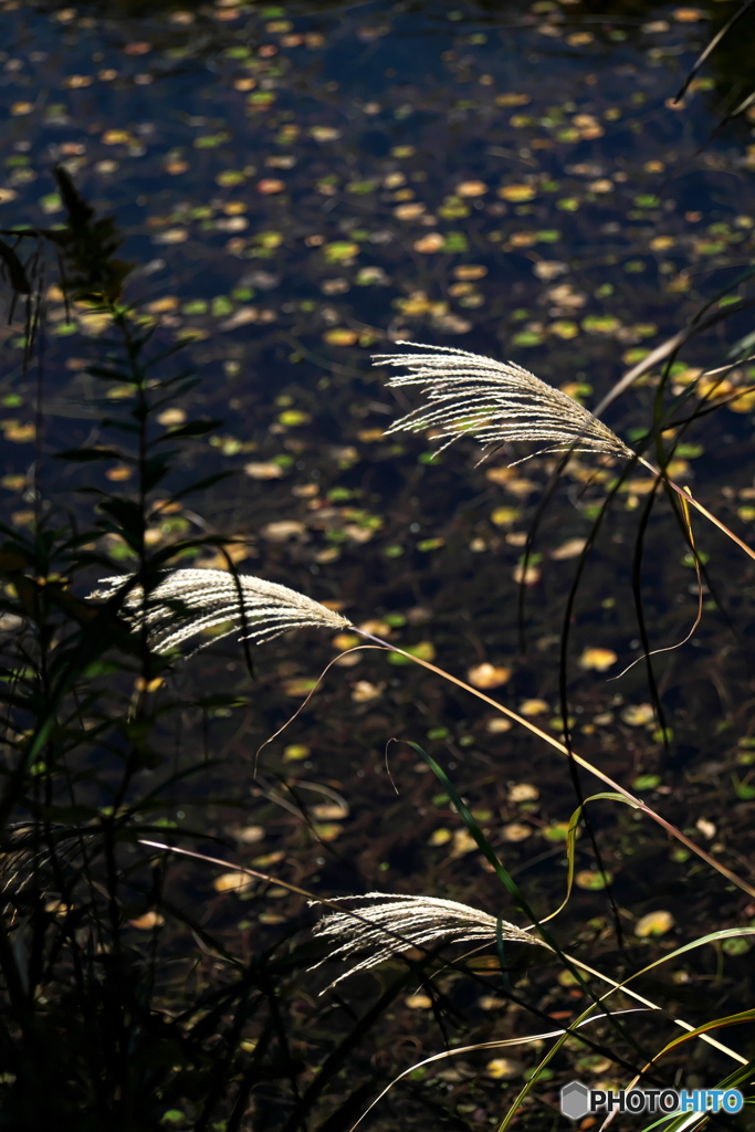 過行く秋を惜しむ