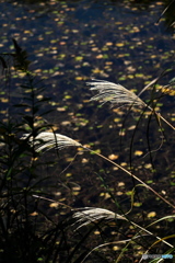過行く秋を惜しむ 過行く秋を惜しむ