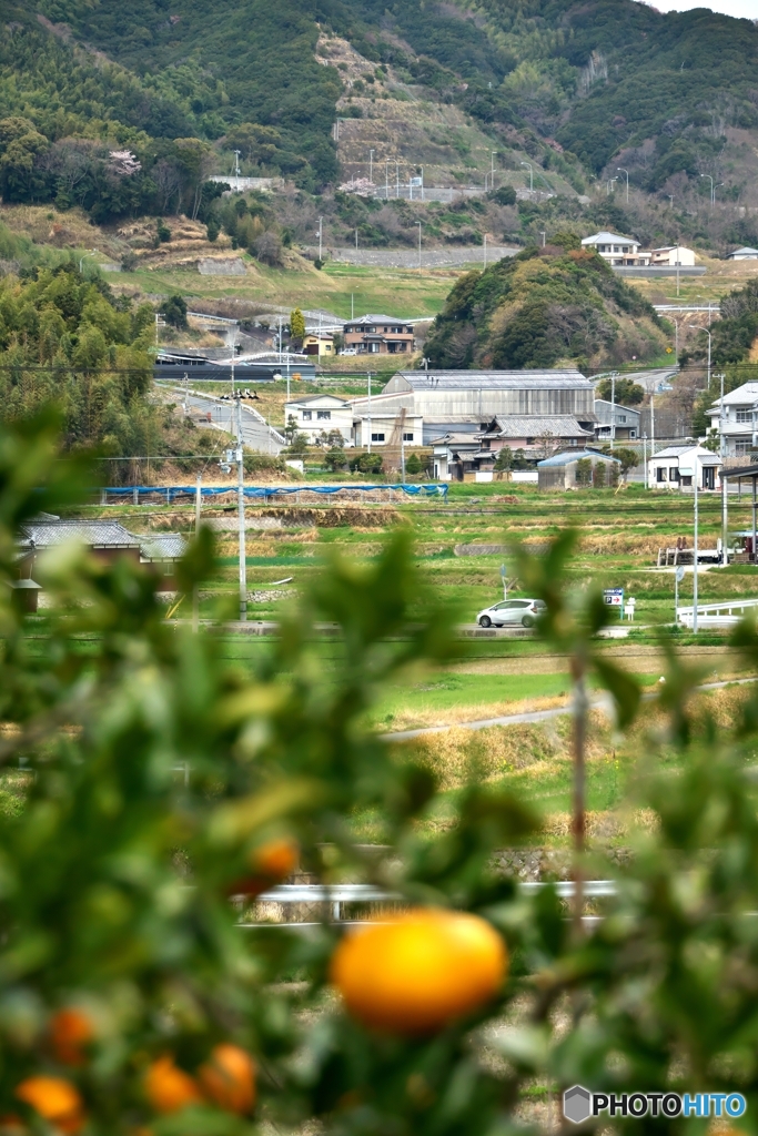 みかんの実のなる村