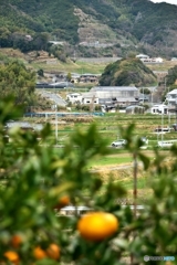 みかんの実のなる村 みかんの実のなる村