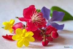 庭の花々 庭の花々