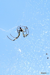 飛ばされる 飛ばされる