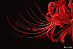 深紅