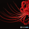 深紅