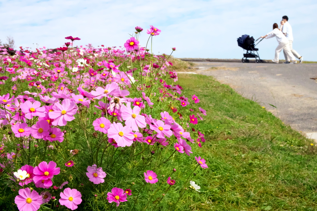 コスモス