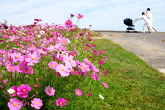 コスモス コスモス