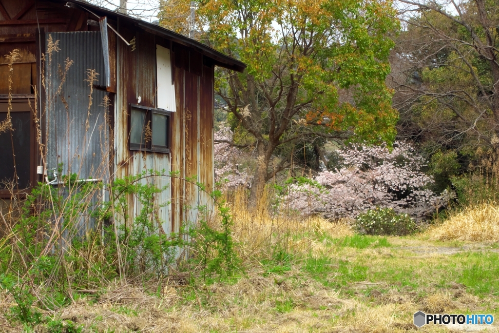 朽ちた小屋と桜