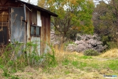 朽ちた小屋と桜