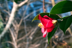 冬に咲く 冬に咲く