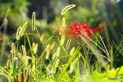 彼岸花3 彼岸花3