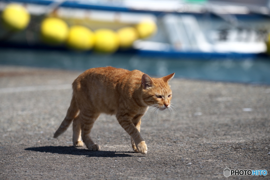 港に生きる　パトロール