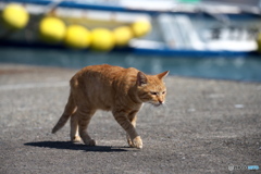 港に生きる パトロール 港に生きる パトロール