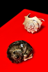 垢と白と黒 垢と白と黒