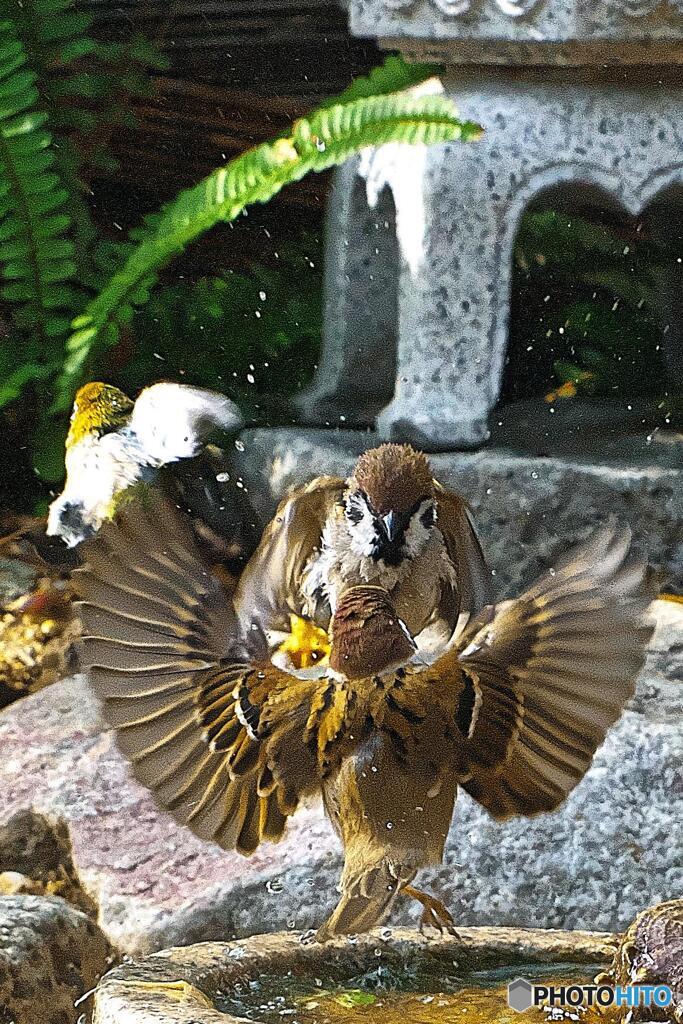 水場にて