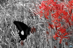 赤と黒と