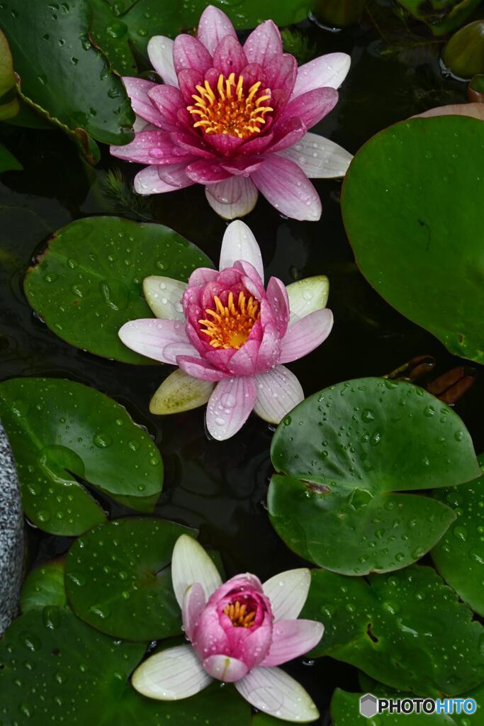 雨上がり