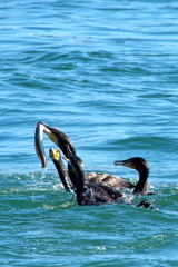 生存競争 生存競争