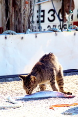 漁港の猫 漁港の猫