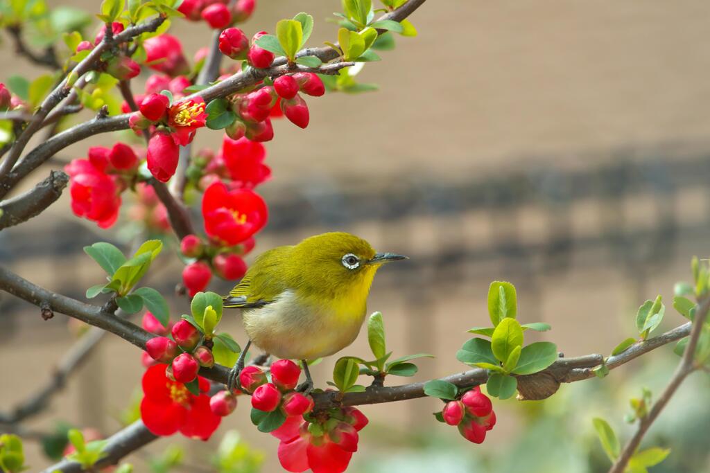ボケの花がきれい