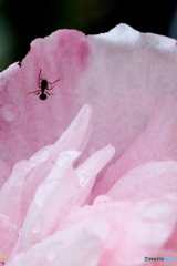 雨上がり 雨上がり