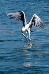 勝利の舞 勝利の舞