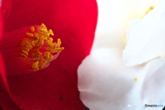 赤と白と 赤と白と