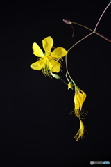 季節は過ぎゆく 季節は過ぎゆく