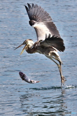 仕舞った 仕舞った