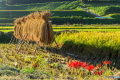 彼岸花 来年またね 彼岸花 来年またね