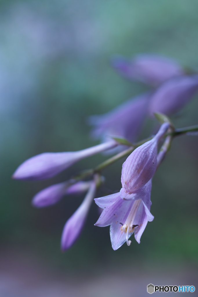 青い花