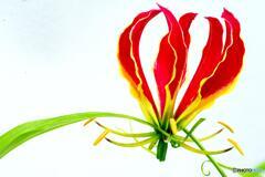 赤い花2 赤い花2