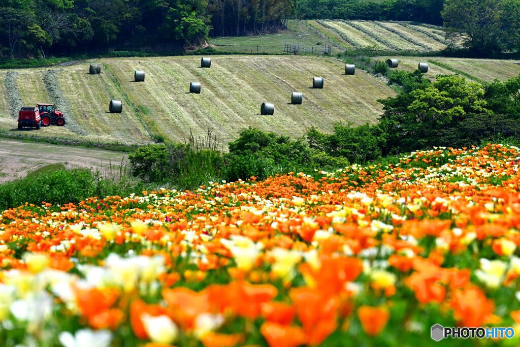 ポピーと牧草ロール